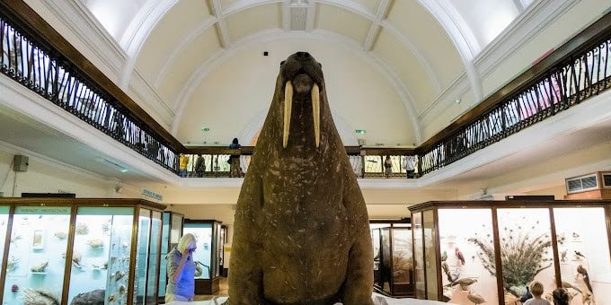 Horniman Museum and Gardens London SE23 3PQ - Inside Atmosphere